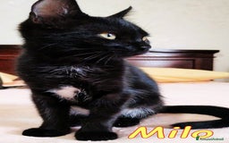 Europeo gatti in regalo: QUANTO E' DOLCE MILO😻🥹❤️ - Immagine 2