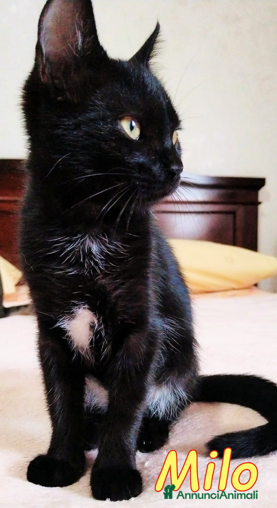 Europeo gatti in regalo: QUANTO E' DOLCE MILO😻🥹❤️ - Immagine 2