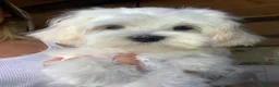 Maltese cani in vendita: Cucciolo di maltese - Annuncio 5