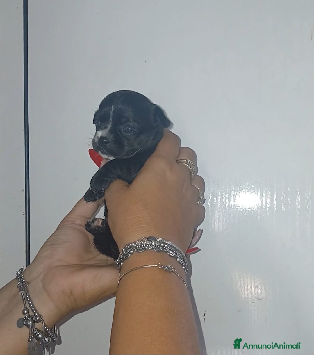 Chihuahua cani Cuccioli di chihuahua toy  - Annuncio 3