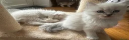 Ragdoll gatti in vendita: Tre cucciole di ragdoll, tre meraviglie! 🐾💙 - Annuncio 8