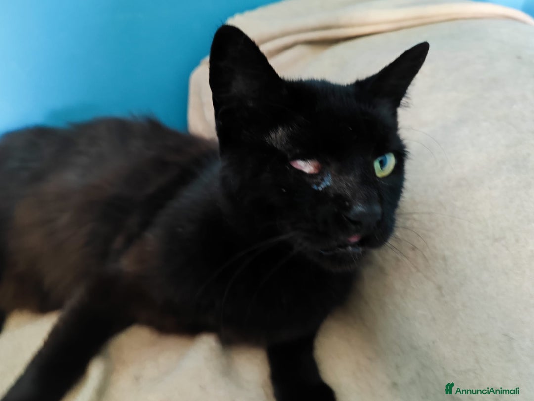 Europeo gatti in regalo: Adozione del cuore per Ciechina - Annuncio 2