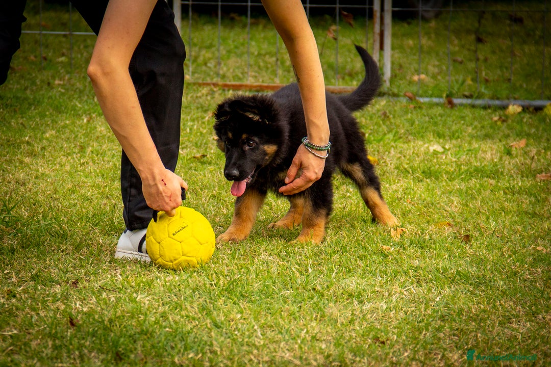 Pastore Tedesco cani in vendita: CUCCIOLA DI PASTORE TEDESCO LINEA DA LAVORO - Annuncio 3