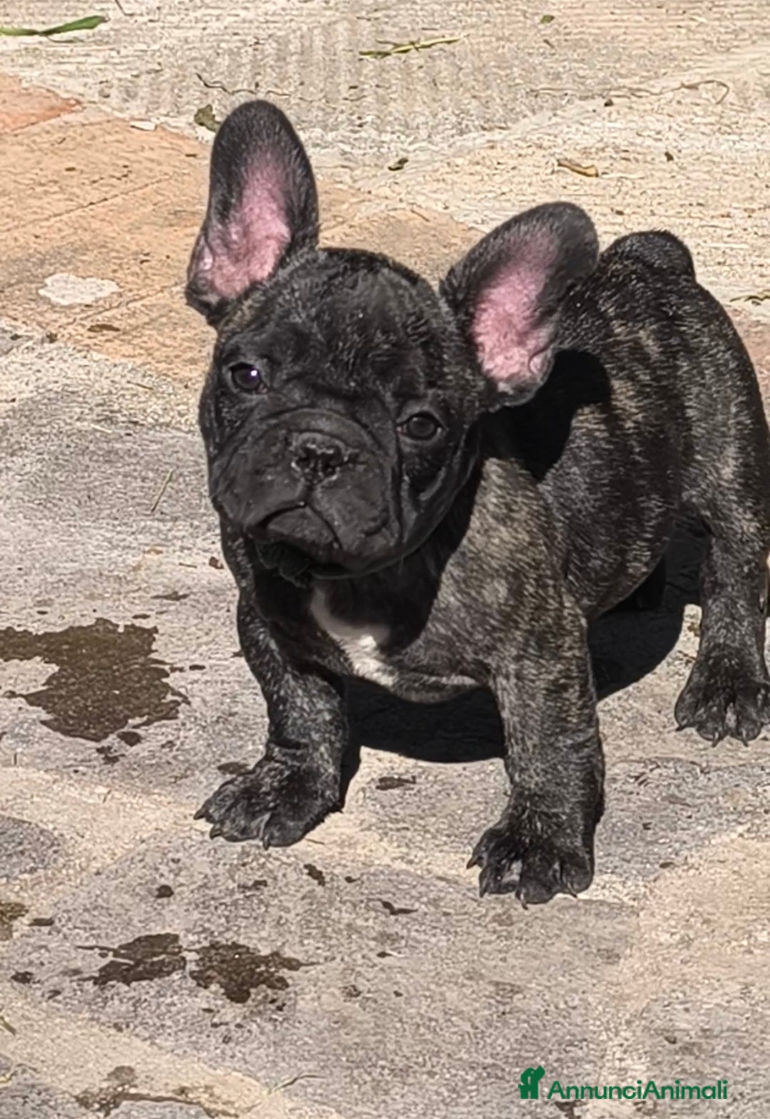 Bulldog Francese cani in vendita: Bulldog francese cuccioli enci a Provincia di Salerno - Annuncio 9