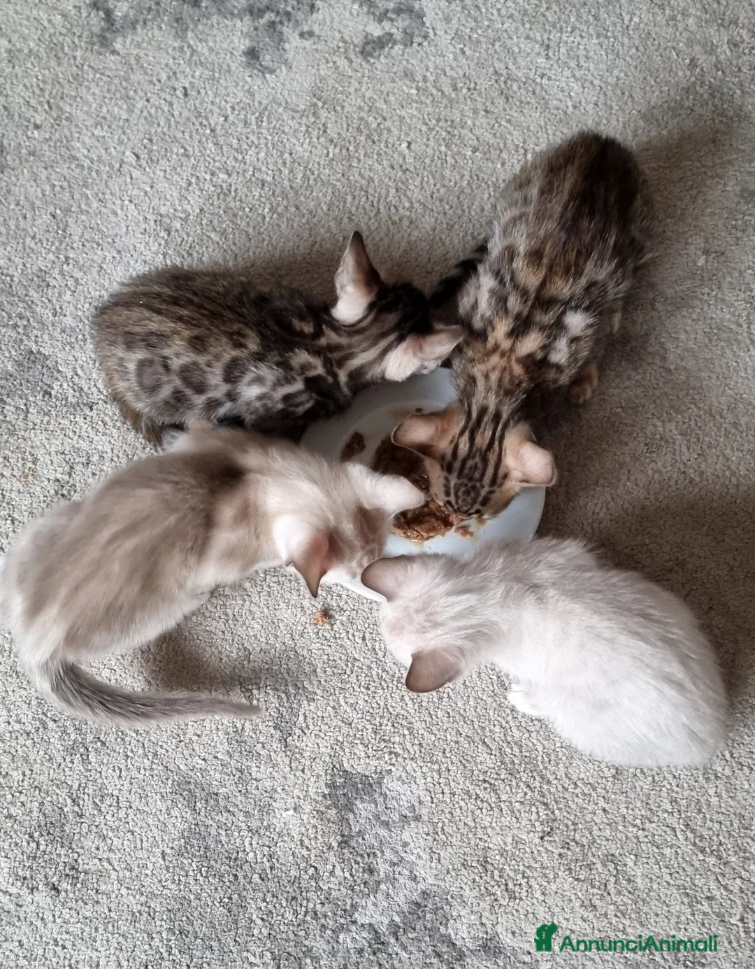 Bengala gatti in vendita: Gattini Bengala con Pedigree  - Annuncio 10