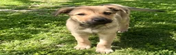 Meticcio cani in regalo: Cucciola 4 mesi taglia medio piccola a Città Metropolitana di Torino - Annuncio 5