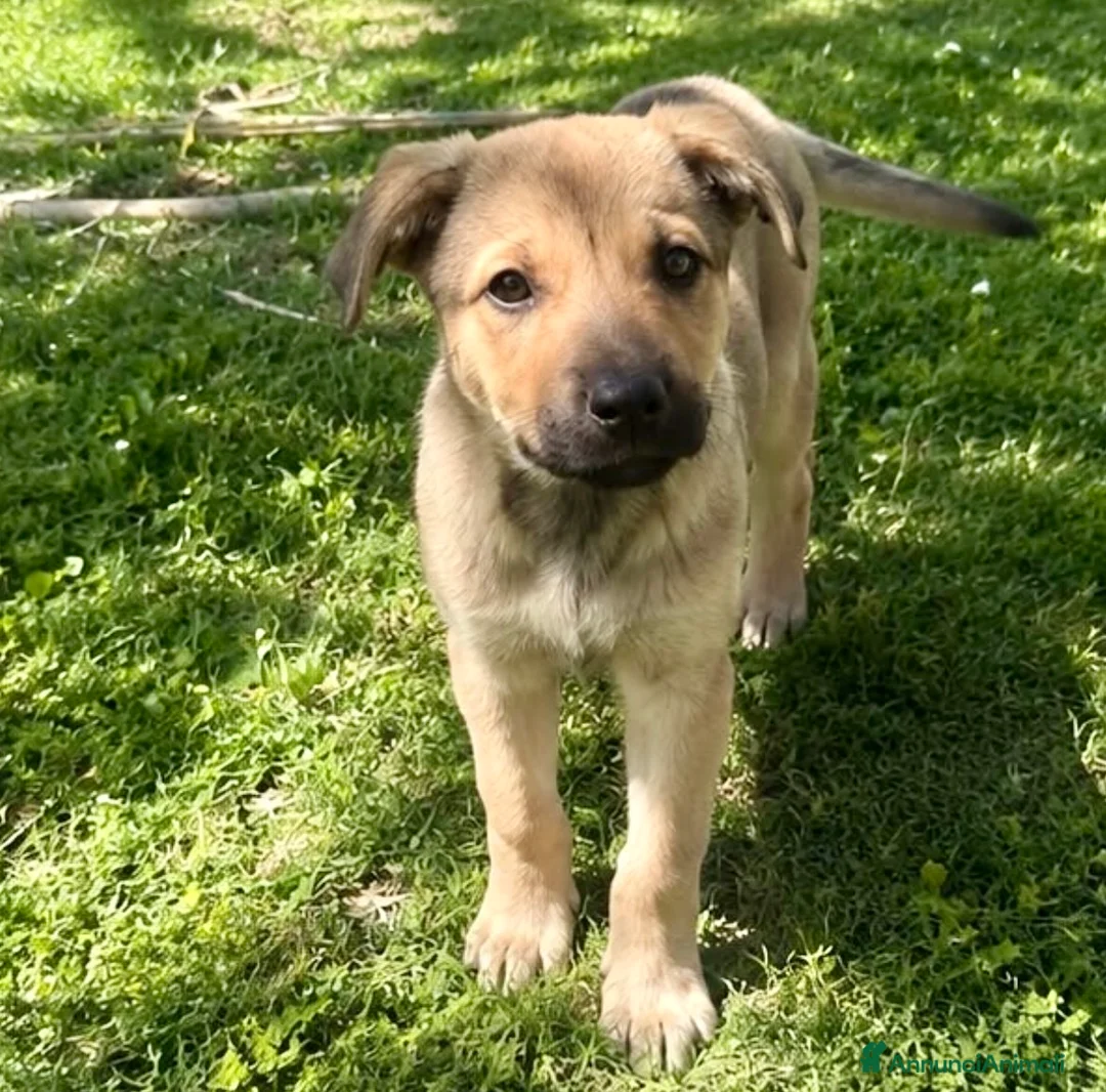 Meticcio cani in regalo: Cucciola 4 mesi taglia medio piccola a Città Metropolitana di Torino - Annuncio 5
