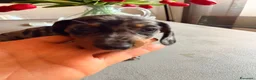 Bassotto cani in vendita: 2 Bassotti .uno arlecchino,e nero focato a Città metropolitana di Roma Capitale - Annuncio 5