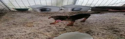 Meticcio cani in regalo: Fiorella, cucciola in canile - Annuncio 3