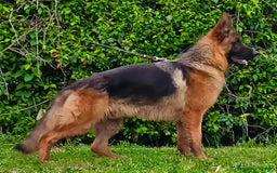 Pastore Tedesco cani in vendita: Femmina di Pastore Tedesco a Città metropolitana di Roma Capitale - Immagine 1