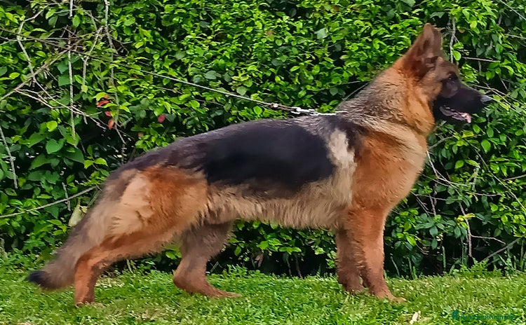 Pastore Tedesco cani a Città metropolitana di Roma Capitale - Annuncio 3
