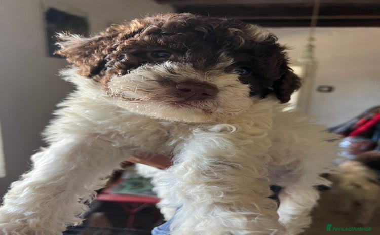 Lagotto cani a Provincia di Verona - Annuncio 1