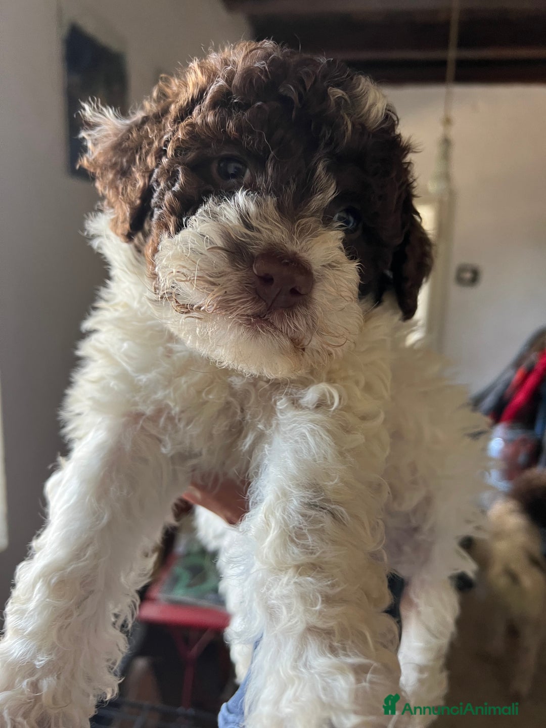Lagotto cani in vendita: Lagotto Romagnolo maschio a Provincia di Verona - Immagine 1