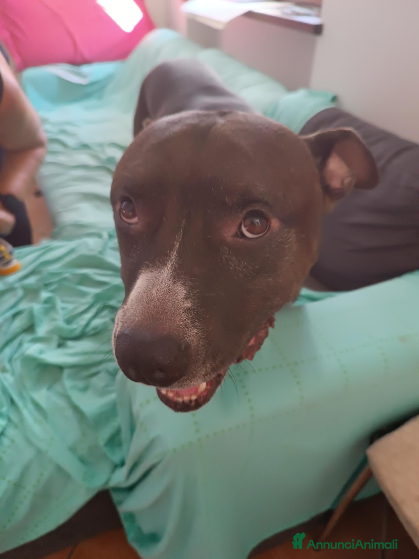 American Staffordshire cani Il suo nome e Tyson - Annuncio 35
