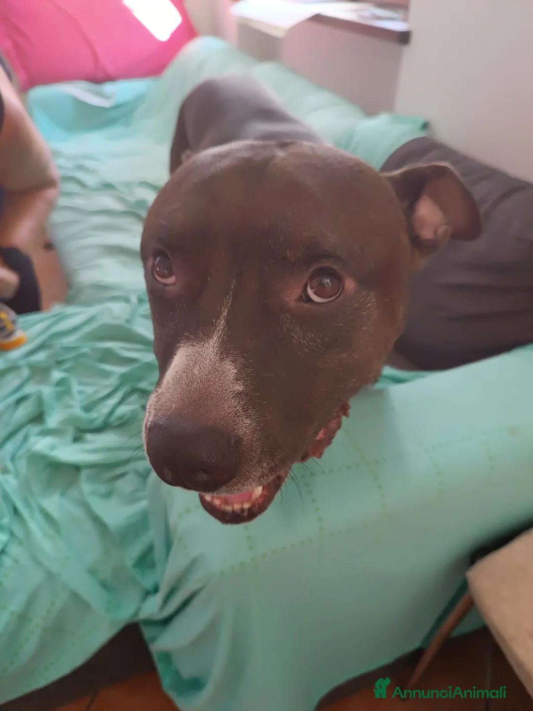 American Staffordshire cani in regalo: Il suo nome e Tyson - Annuncio 1
