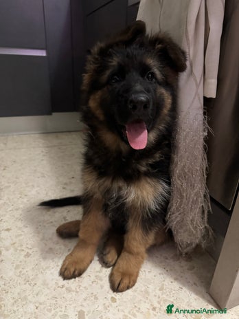 Pastore Tedesco cani - Annuncio 5