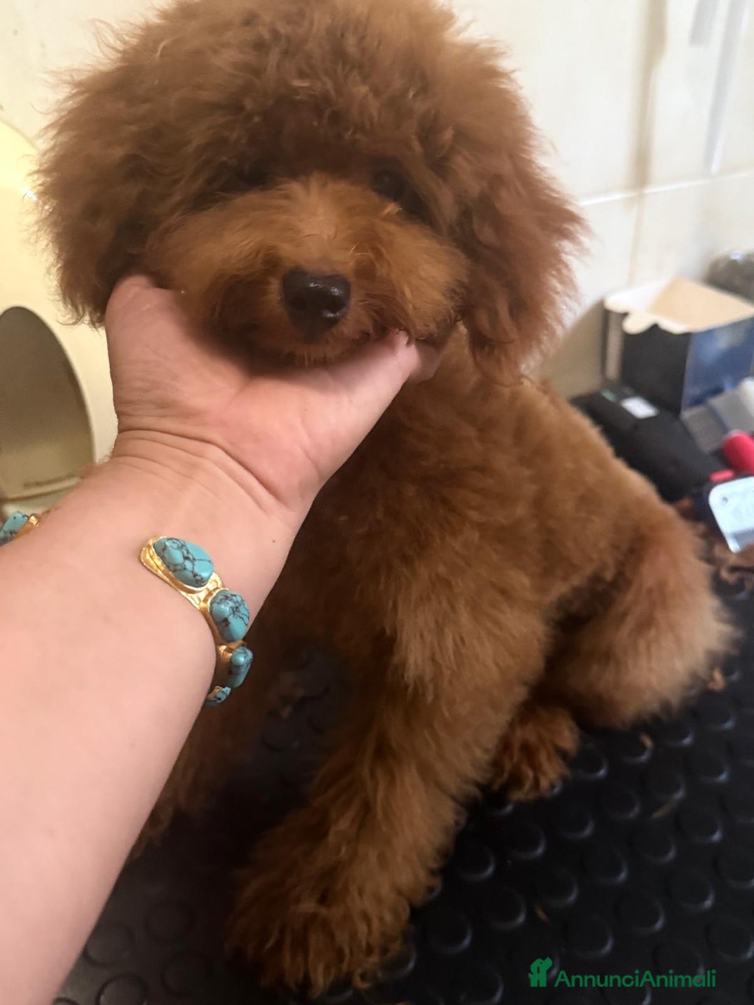 Barboncino Toy cani in vendita: Barboncino nano piccolo con pedegree enci - Annuncio 1