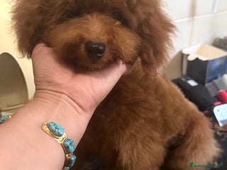 Barboncino Toy cani Barboncino nano piccolo con pedegree enci - Annuncio 8