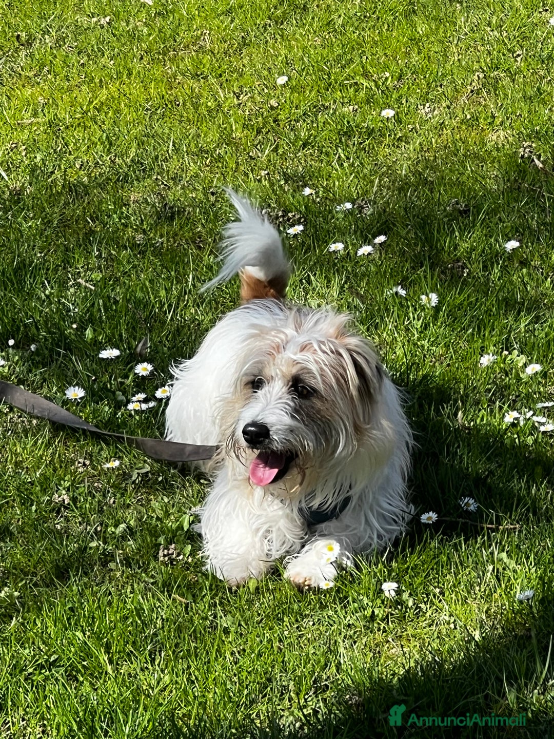 Jack Russell cani in regalo: Jack russel pelo lungo  - Annuncio 3