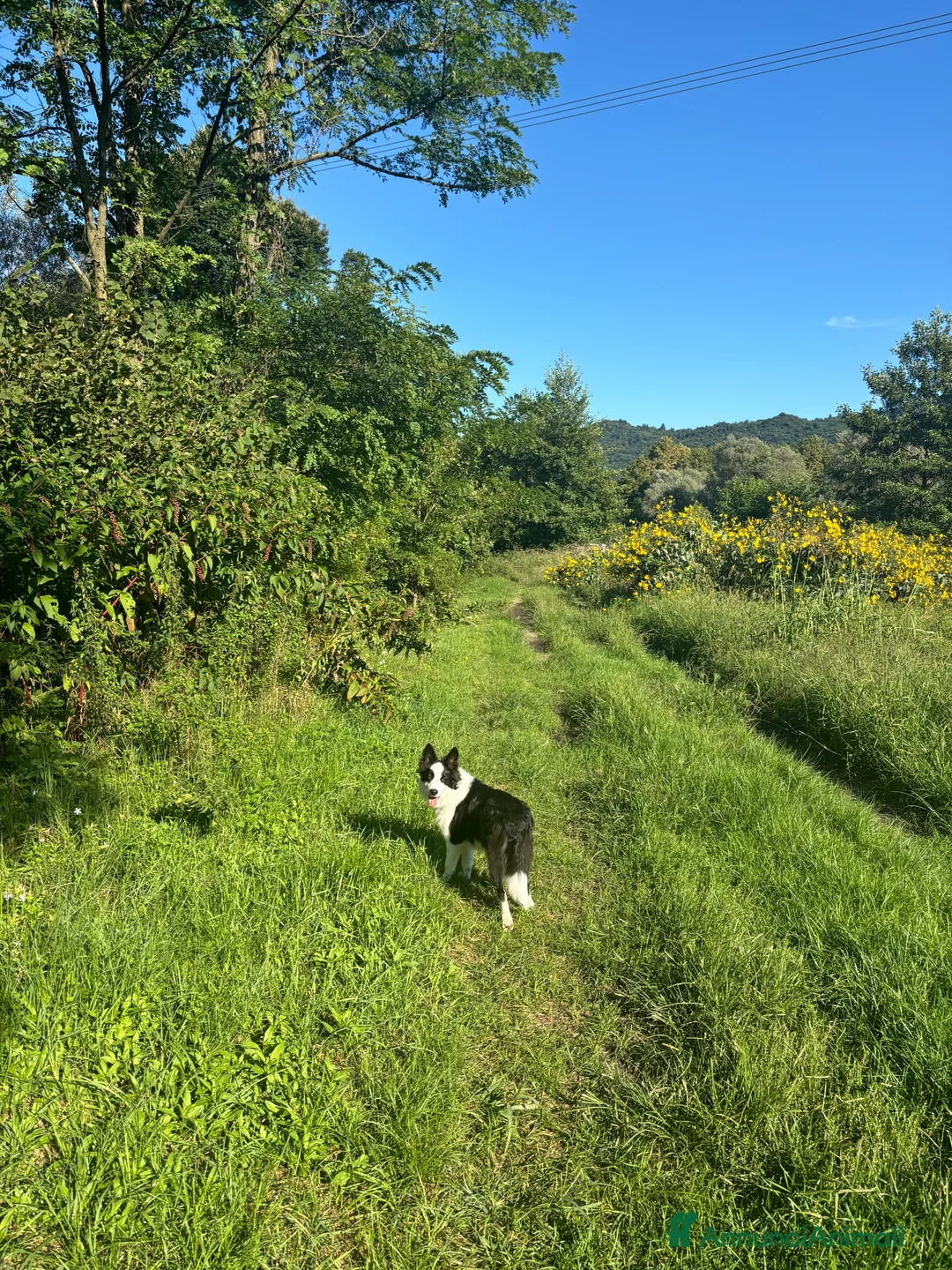 Border Collie cani per accoppiamento: Cerco fidanzata per accoppiamento! a Provincia di Varese - Annuncio 6