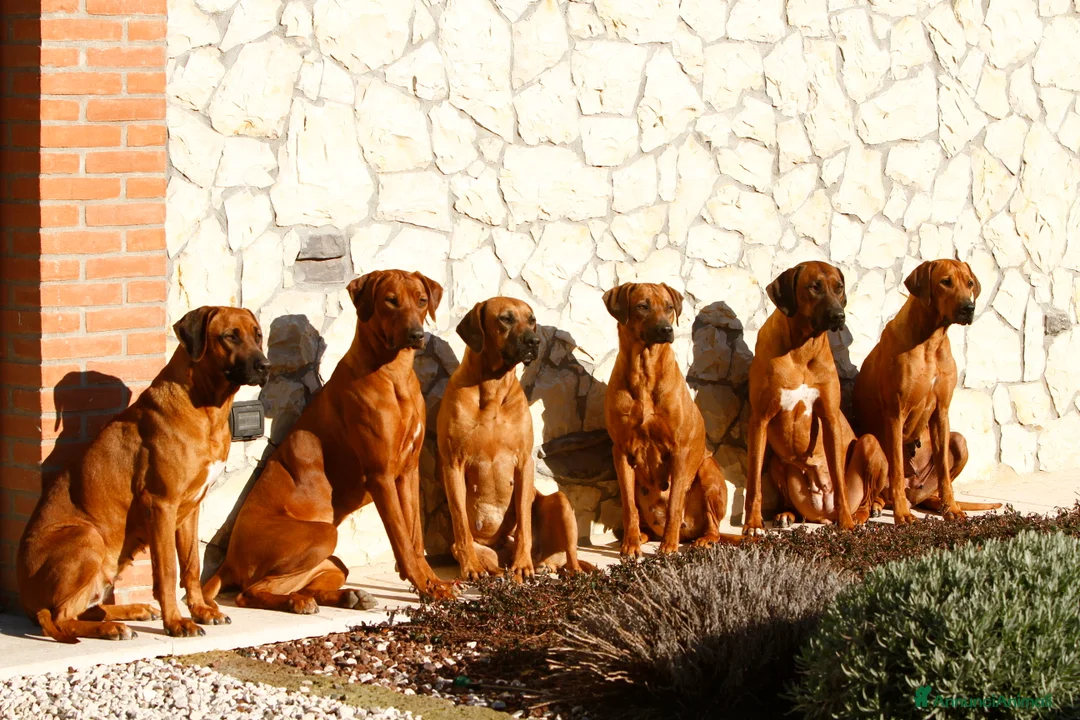 Immagine della galleria {{count}}