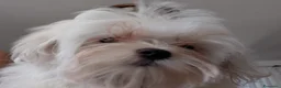 Maltese cani in vendita: Maltese maschio - Annuncio 4