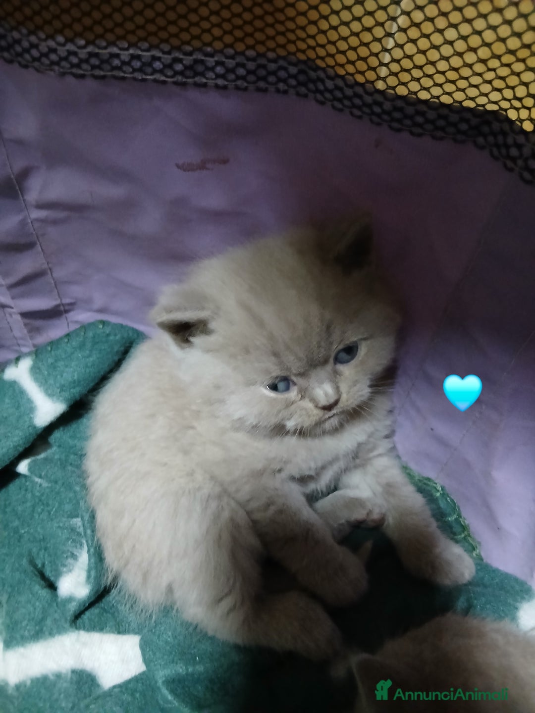 British gatti in vendita: British shortair - Annuncio 2