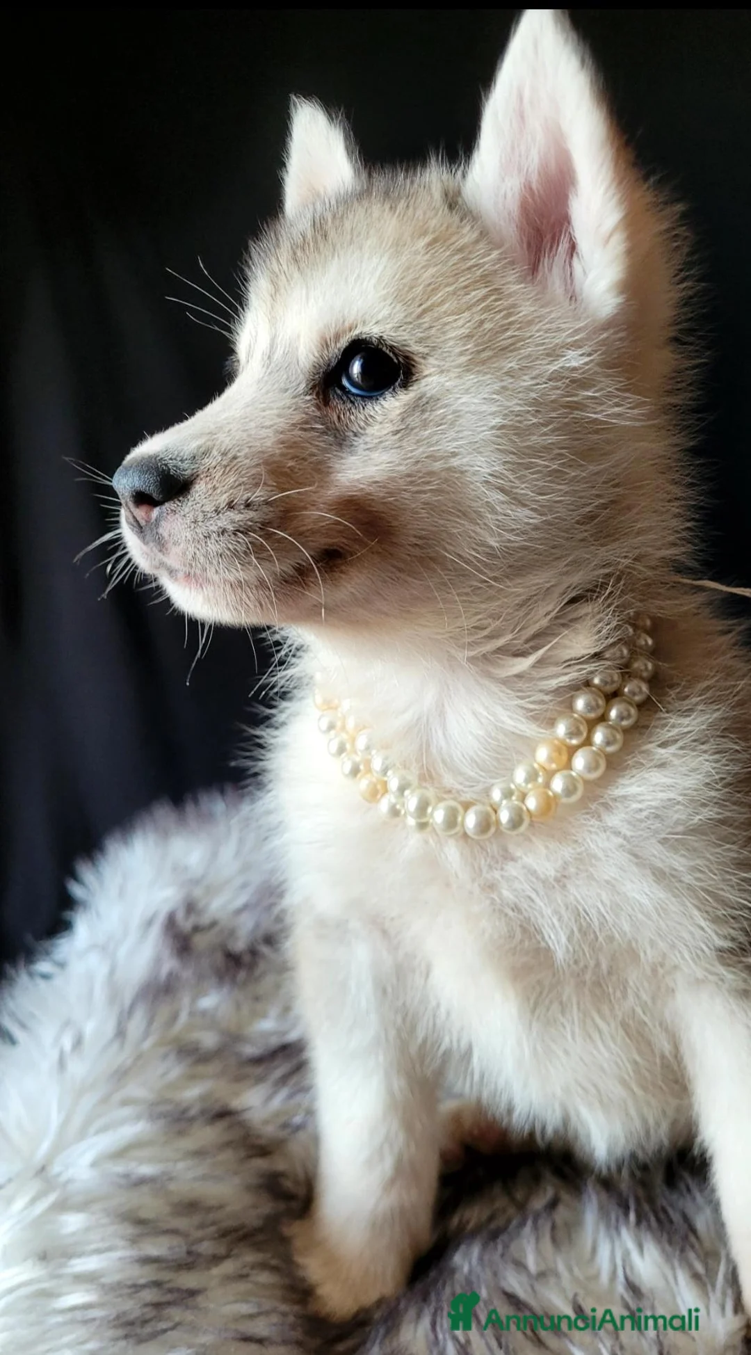 Husky cani in vendita: SIBERIAN HUSKY CUCCIOLATA CON PEDIGREE  - Annuncio 7