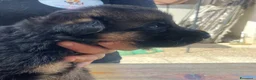 Pastore Tedesco cani in vendita: Cucciolata di pastore tedesco di alta qualità  - Annuncio 9