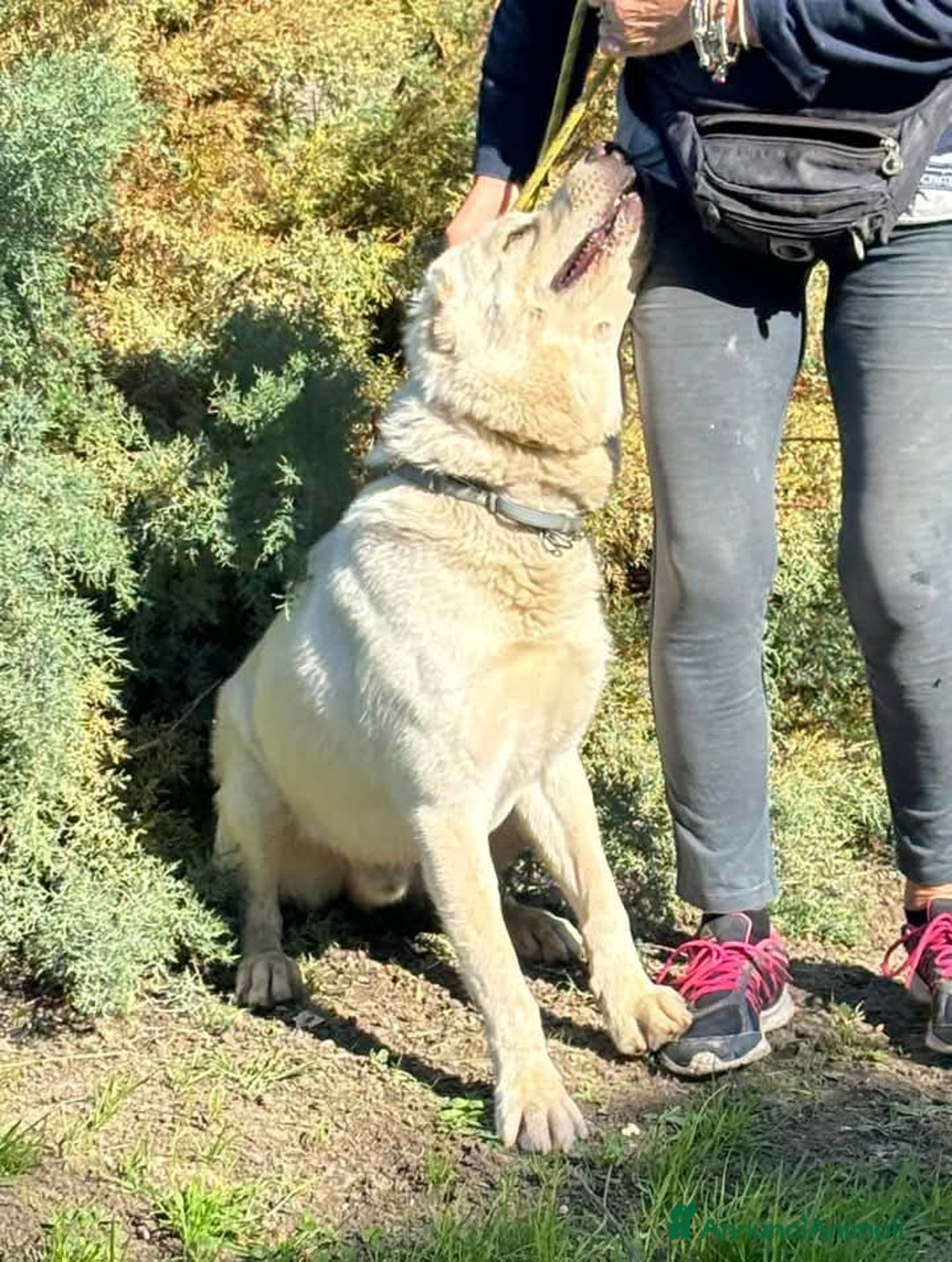 Pastore Asia Centrale cani in regalo: Rocco splendido pastore dell’Asia Centrale - Annuncio 4