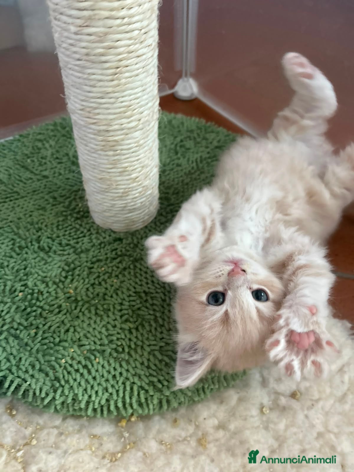 Siberiano gatti Cuccioli Siberiano - Annuncio 5
