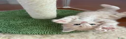 Siberiano gatti in vendita: Cuccioli Siberiano - Annuncio 1