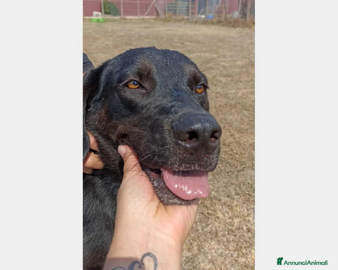 Meticcio cani in regalo: SORAYA, bellissima cagnolona in cerca di casa a Latina - Annuncio 2