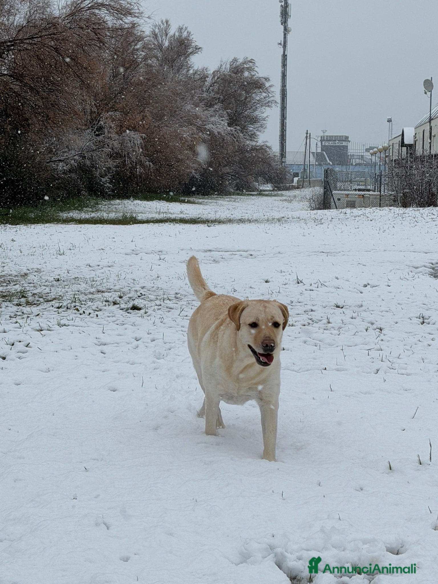 Labrador cani Cuccioli di Labrador con pedigree - Annuncio 8