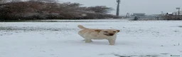 Labrador cani in vendita: Cuccioli di Labrador con pedigree - Annuncio 1
