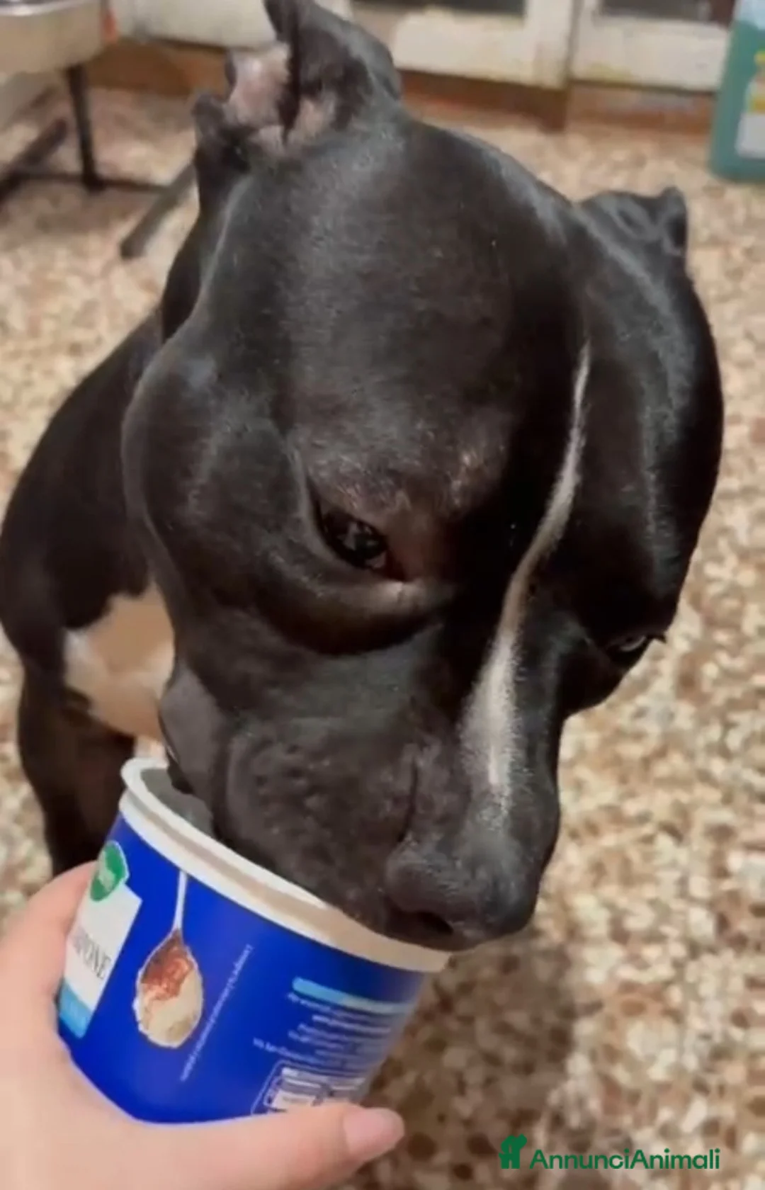 American Bully cani in regalo: American Bully 2anni e 1/2 dal divano al box TORIN - Annuncio 5