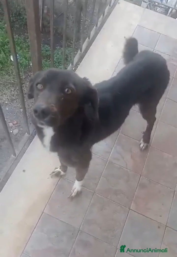 Altre razze cani Cagnolina in cerca di Adozione  - Annuncio 1