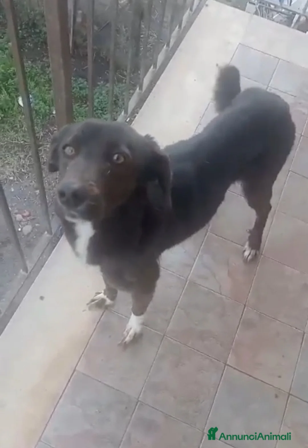 Altre razze cani in regalo: Cagnolina in cerca di Adozione  - Annuncio 1