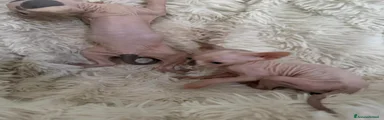 Sphynx 2