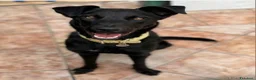 Meticcio cani in regalo: 8mesi,nera,tg media,pelo lucido,mollata.CATANIA - Annuncio 1