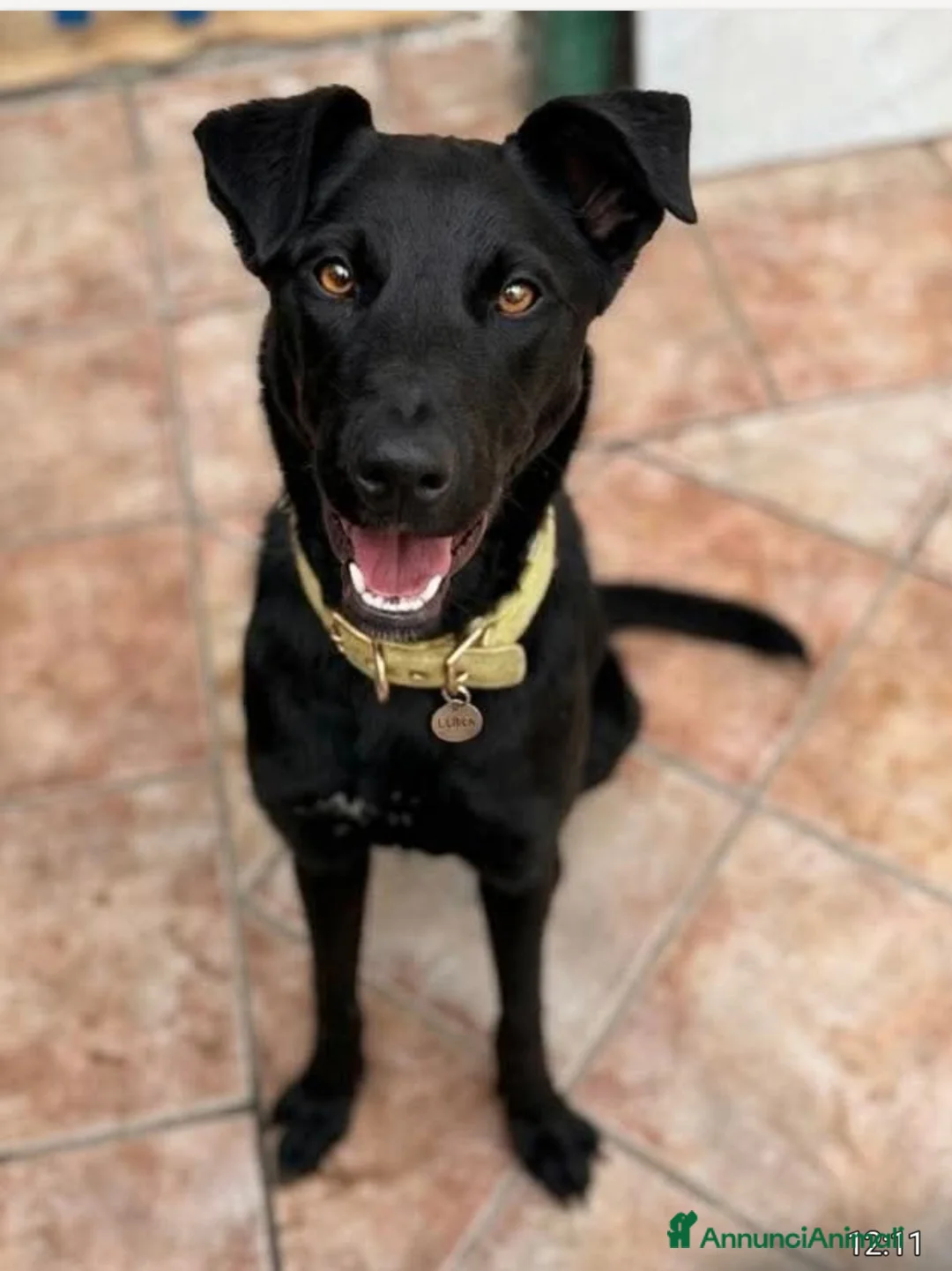 Meticcio cani in regalo: 8mesi,nera,tg media,pelo lucido,mollata.CATANIA - Annuncio 1