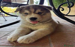 Husky cani in vendita: CUCCIOLI DI SIBERIAN HUSKY a Provincia di Perugia - Immagine 4