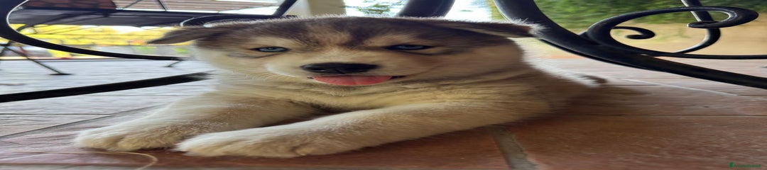 Husky Cucciolo 2