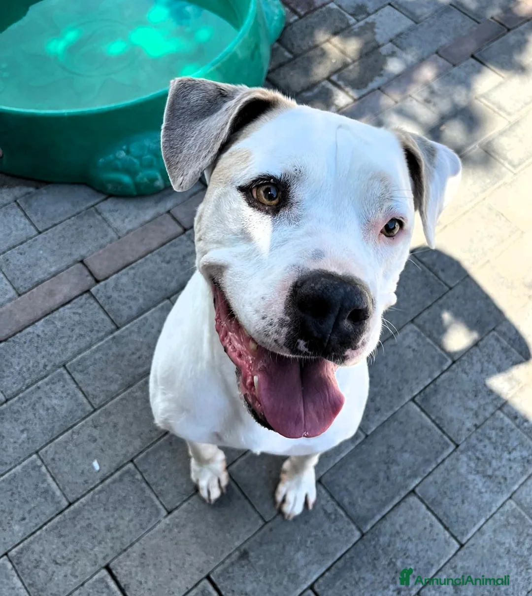 Meticcio cani in regalo: MAMBO BELLISSIMO PIT - Annuncio 6