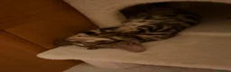 Bengala gatti in vendita: Cuccioli bengala  - Annuncio 3