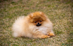 Spitz cani in vendita: Disponibile 1 Cucciolo di Spitz Pomerania a Provincia di Sondrio - Immagine 11