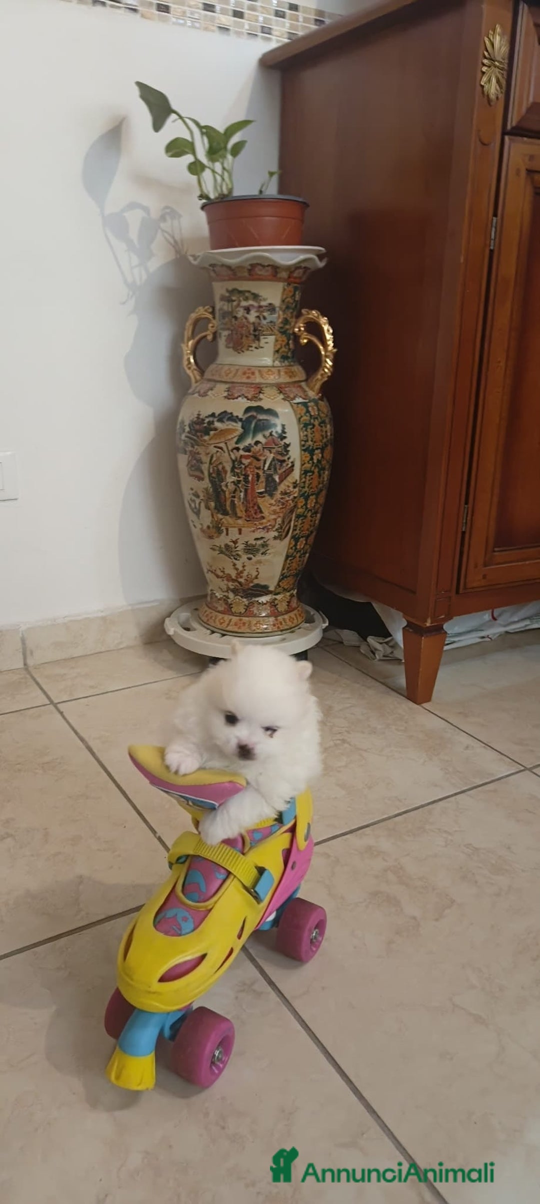 Spitz cani in vendita: Spitz pomerania  - Annuncio 3