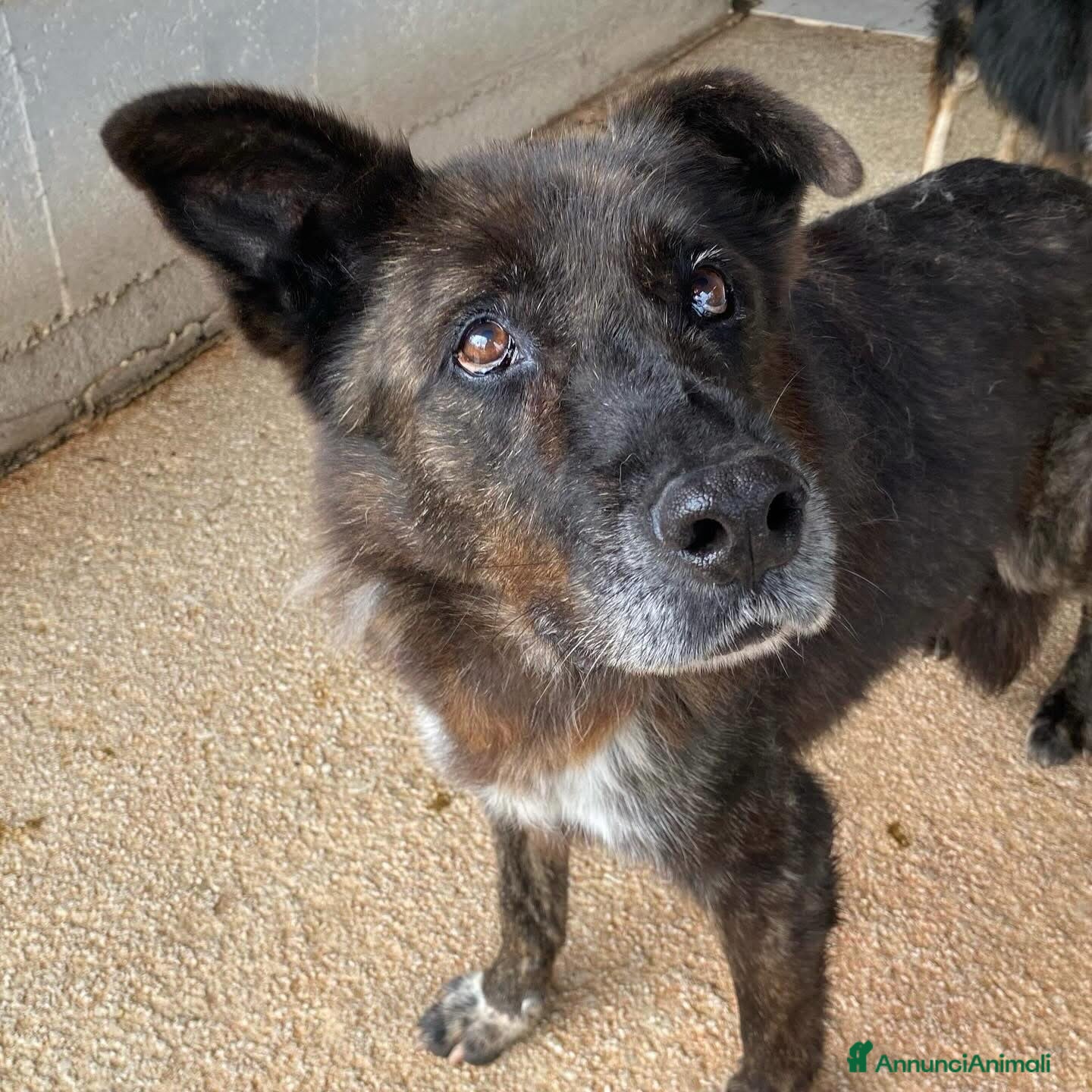 Meticcio cani SCHIZZO adozione nonnino 12 anni canile Latina - Annuncio 2