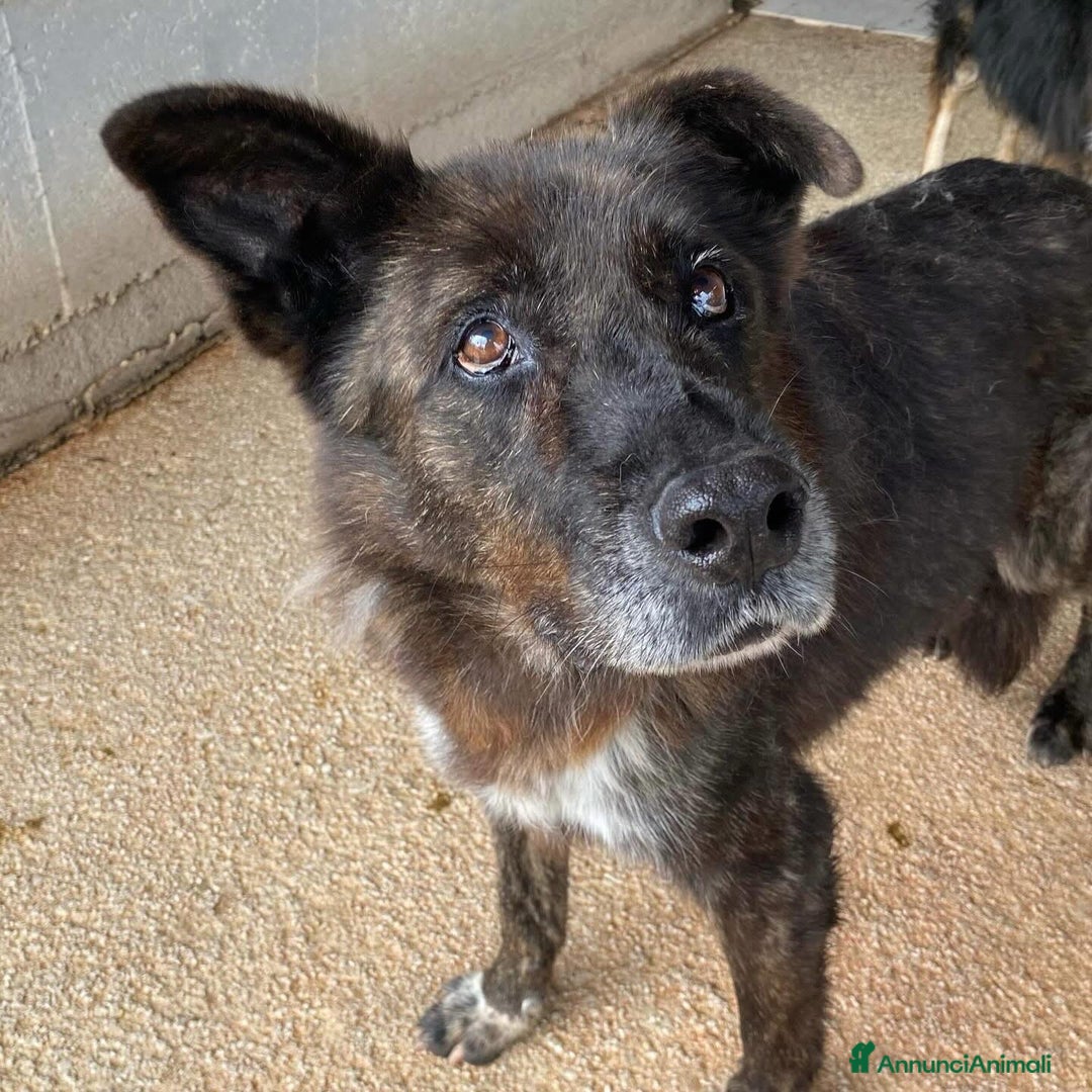 Meticcio cani in regalo: SCHIZZO adozione nonnino 12 anni canile Latina - Annuncio 2