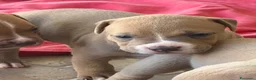 Pitbull cani in vendita: Vendesi cuccioli American Pitbull Terrier  a Città metropolitana di Palermo - Annuncio 3